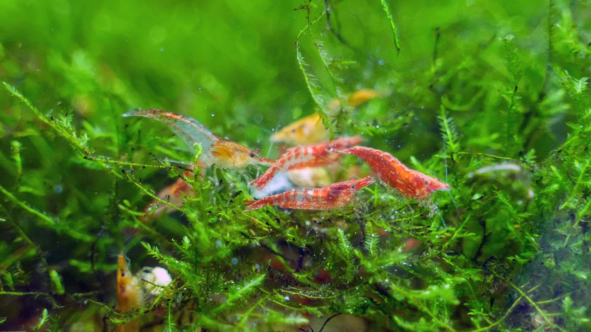 Do Shrimp Tanks Need Air Pump?