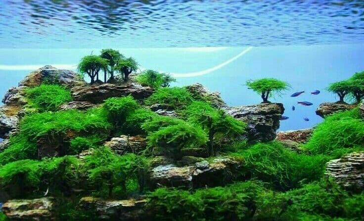 Beautiful planted aquarium