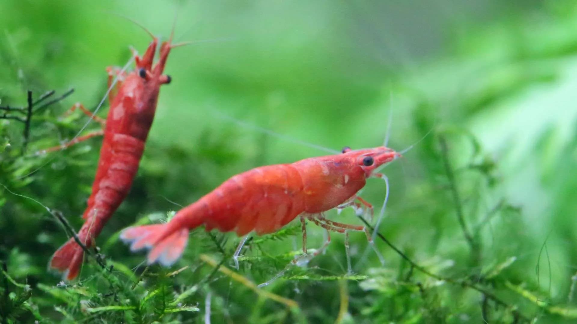 The Truth About Aquarium Shrimp Fighting: A Comprehensive Guide