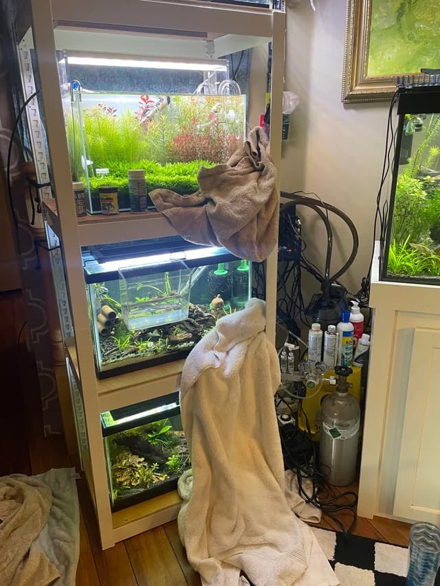 Can I Cover My Fish Tank with a Towel at Night?